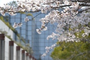 街並みの木々に咲く白い花をズームで撮った写真