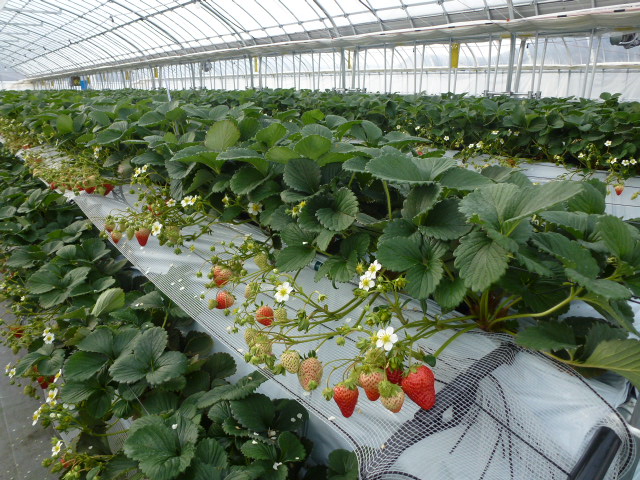 ハウス内で栽培されているイチゴが赤みを付けて徐々に収穫の時期になってきた様子がわかる写真