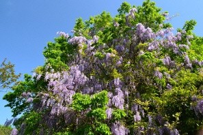 木に咲く薄紫色の花を下から見上げた写真
