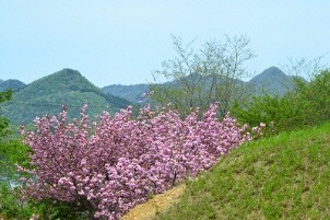 三田の山にきれいな花が咲き乱れている風景写真