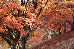 紅葉の咲き乱れた木々と紅葉の落ち葉が敷き詰められた写真