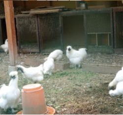 白い羽毛に黒いくちばしをした烏骨鶏たちが庭に放されている写真