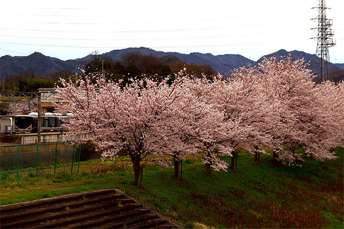 川縁に満開に咲いている桜の写真