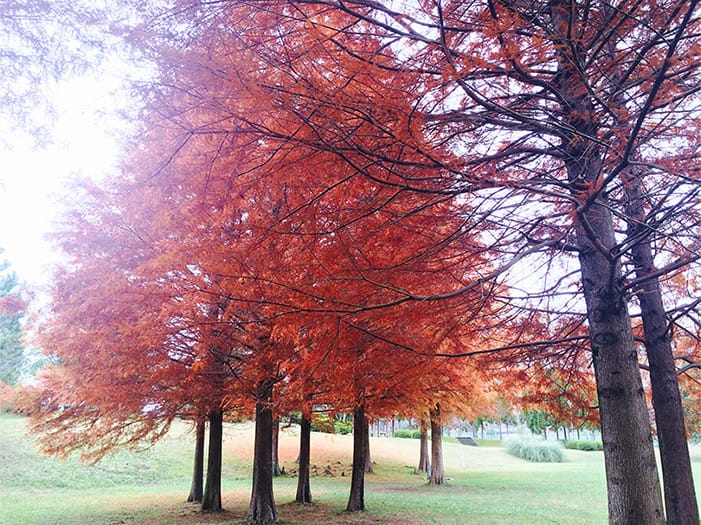 公園で赤く色づく紅葉の写真