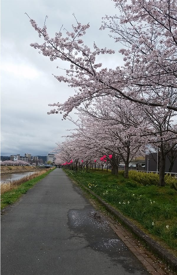 河岸に咲く桜並木の写真