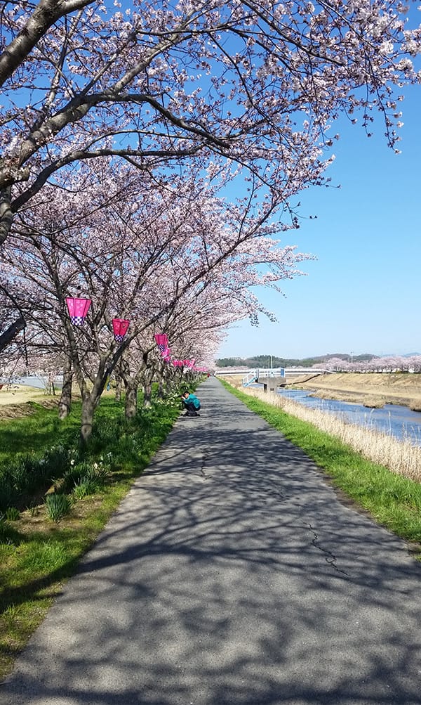 川沿いの道の傍に咲く桜並木の写真