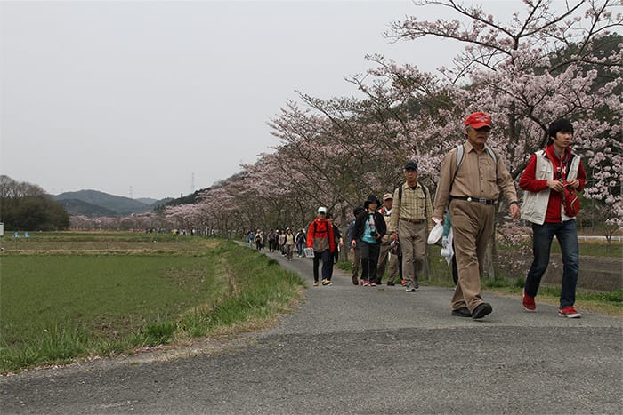 川沿いの桜並木の下を歩く大勢の人々の写真