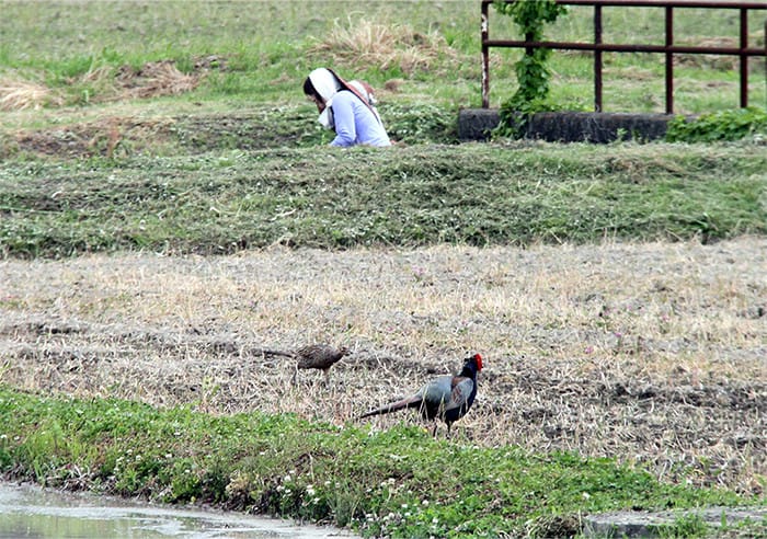 草刈りをしている女性とその近くにいるキジの写真