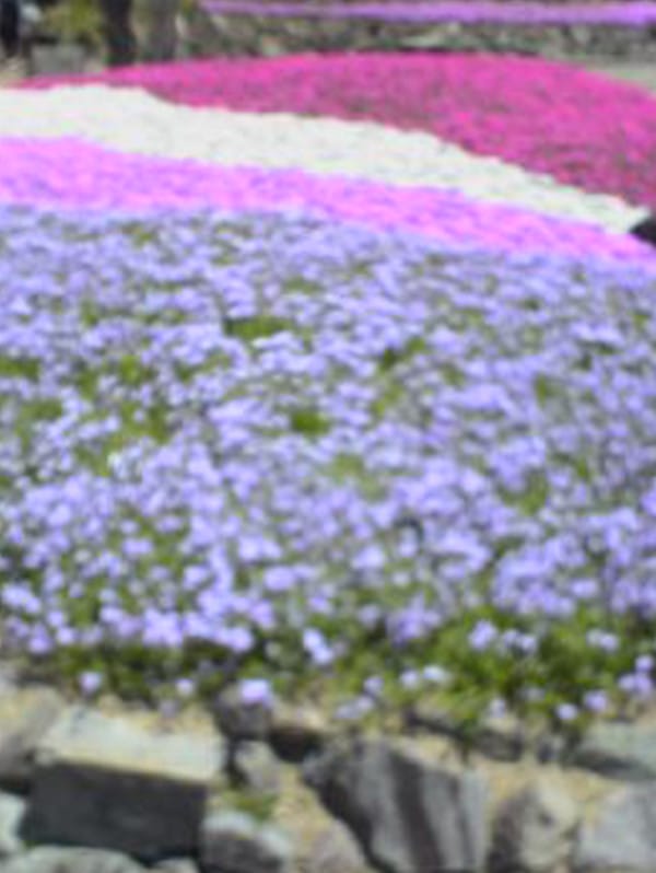 紫、ピンク、白、赤の芝桜の写真