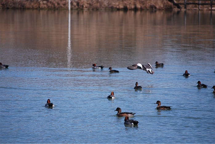 池に集う鴨の写真