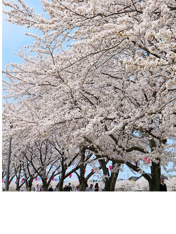 水色の空に映える桜並木の写真