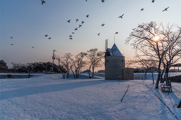 雪化粧した公園の上空を群れ飛ぶ鴨の写真