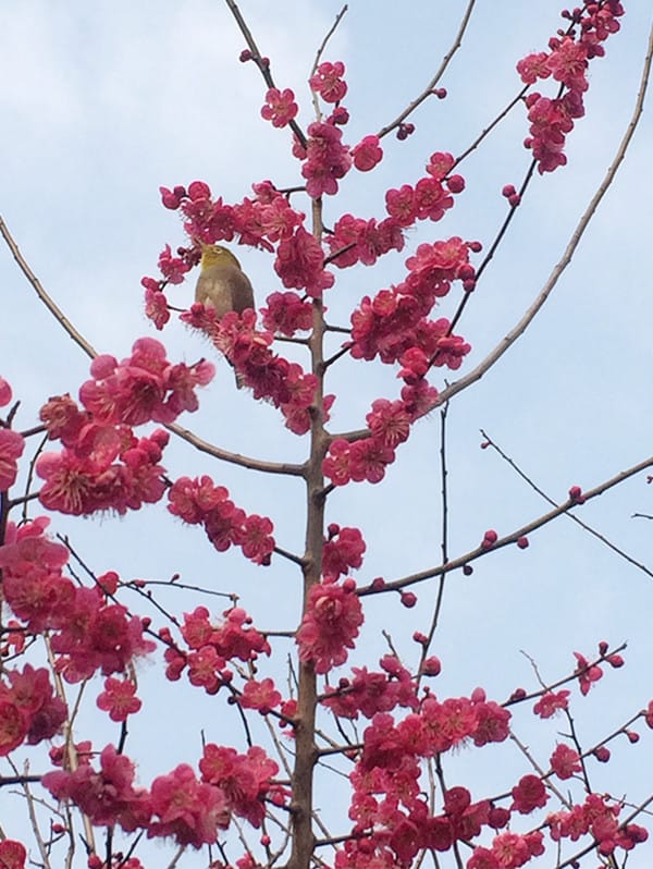 ピンク色の花々を咲かせている木に留まっている鳥の写真