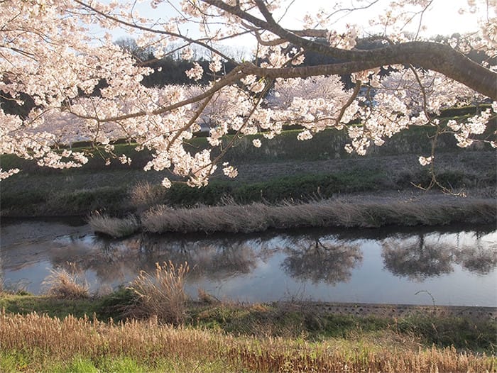 川縁の桜並木と川面に映っている桜の写真