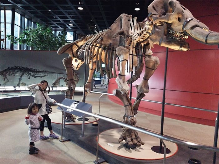 博物館の恐竜の化石を見ている幼児の写真