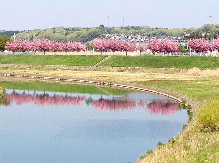 川の向こうに八重桜の桜並木が見えている写真