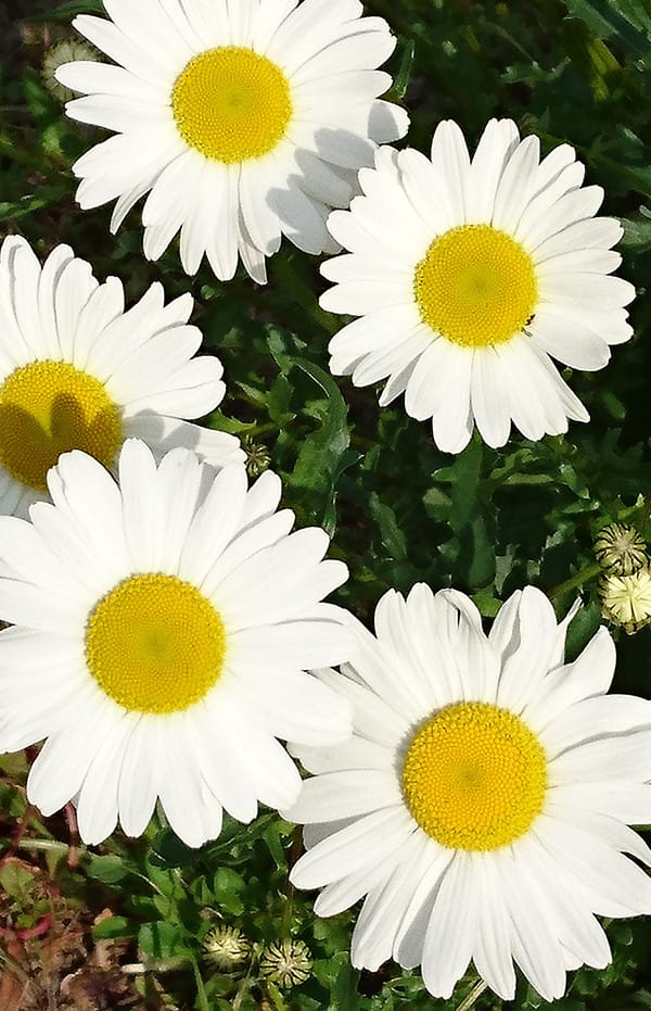 白と黄色の花の写真