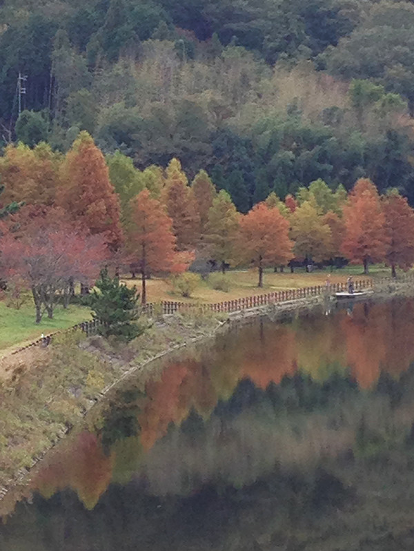 薄い赤色や黄色に色づく紅葉が川面に映っている写真