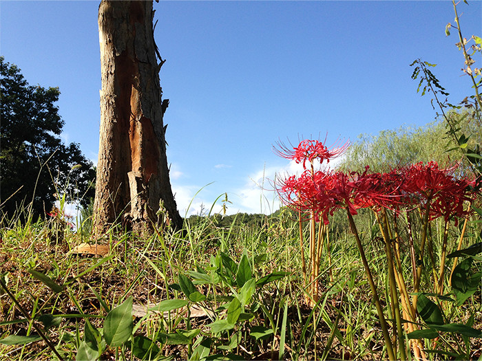 大木とその傍の赤い彼岸花の写真