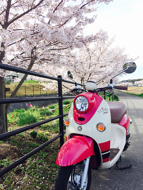 桜と左手の川と右手に停めてあるピンク色を基調としたバイクの写真
