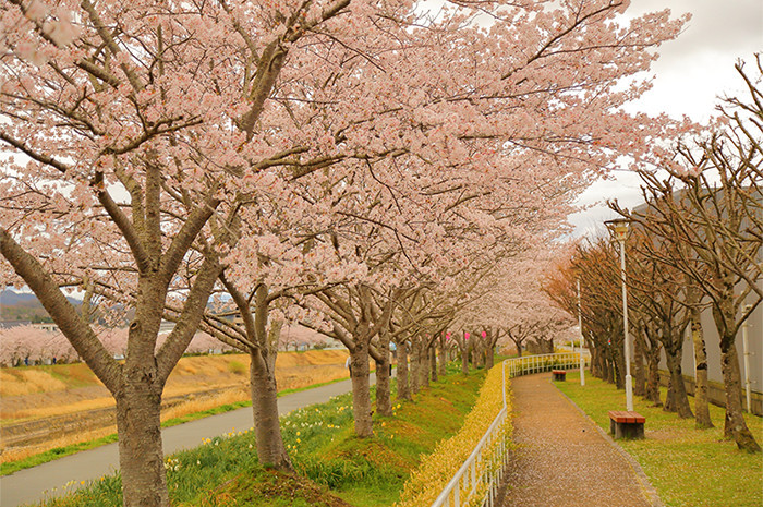 川岸に咲くピンク色の桜並木の写真