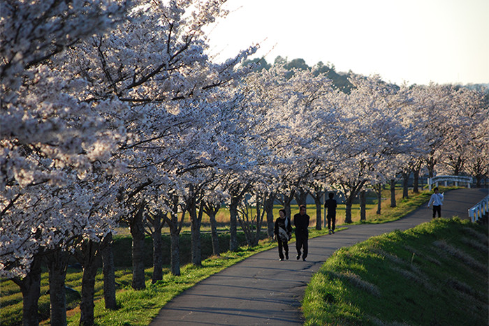 桜並木の下を人が歩いている写真