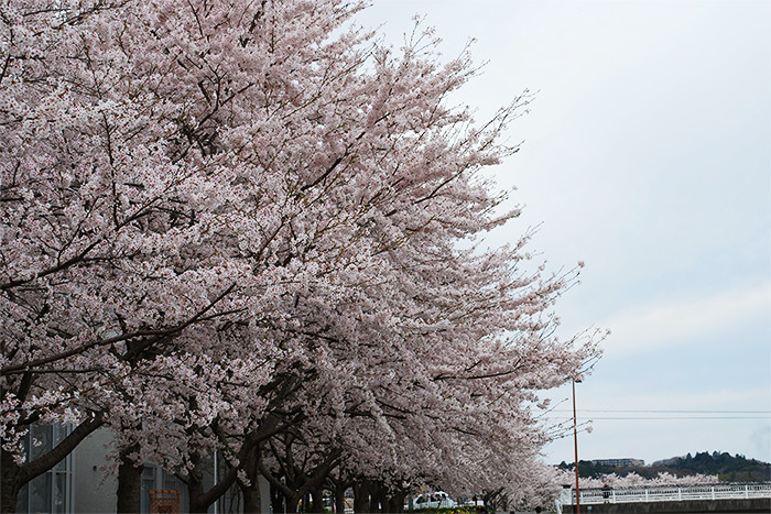 左から右に少し枝垂れているピンク色に色づく桜の写真