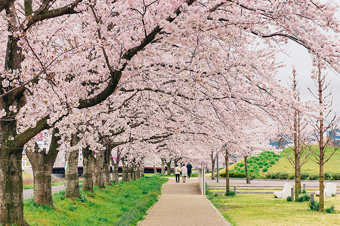 緑の上のピンク色の桜並木の写真
