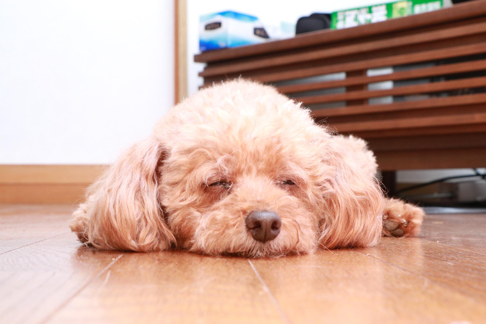 松田さん_ペットの犬